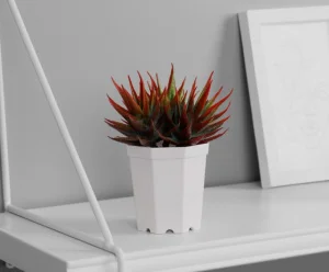 Бонсай в горшке "Осока комнатная элегант" 7х11 см, микс 10325092 *1