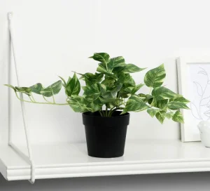 Бонсай в горшке "Сциндапсус" 18х17 см 9499358